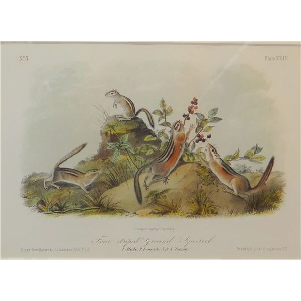 Audubon, J. J. Hand colored lithograph, Four Striped Ground Squirrels, ca. 1840,  6 1/2" x 9", No. 5