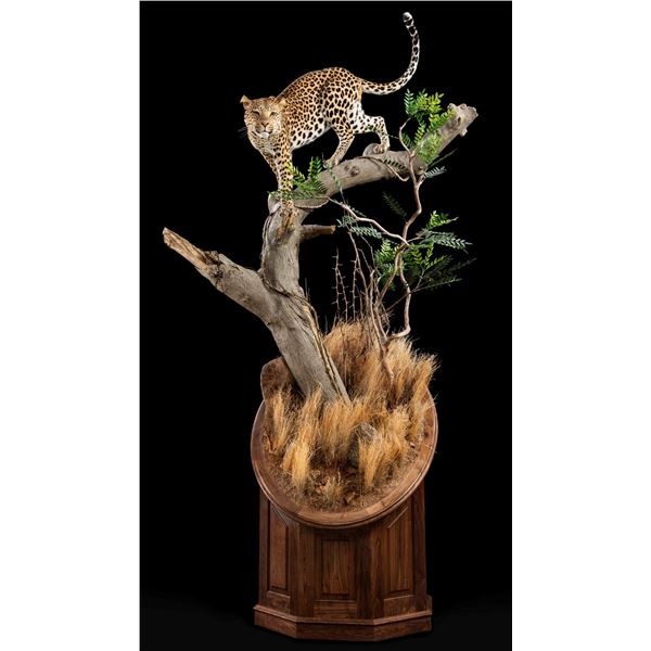 BRUSH COUNTRY STUDIOS: Life-Size Leopard Taxidermy Mount and Julian & Sons Black Walnut Pedestal Bas