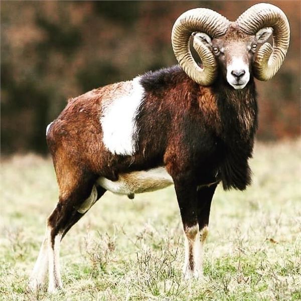 777 RANCH: 4-Day Exotic Game Hunt for Two Hunters and Two Non-Hunters in Texas - Includes Trophy Fee