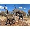 Image 1 : DRIES VISSER: 10-Day Plains Game Safari for Two Hunters and Two Non-Hunters in Thabazimbi, South Afr