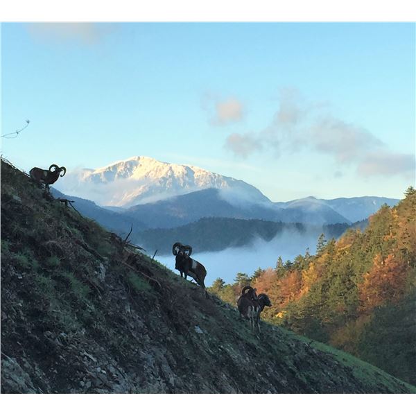 HUNTING IN AUSTRIA: 5-Day European Mouflon Hunt for Two Hunters and Two Non-Hunters in Austria - Inc