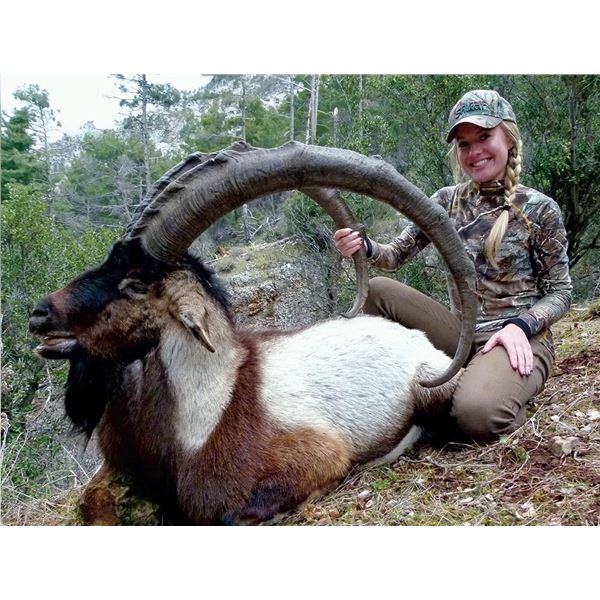 SHIKAR: 9-Day Anatolian Bezoar Ibex Hunt for Two Hunters in Turkey - Includes Trophy Fees