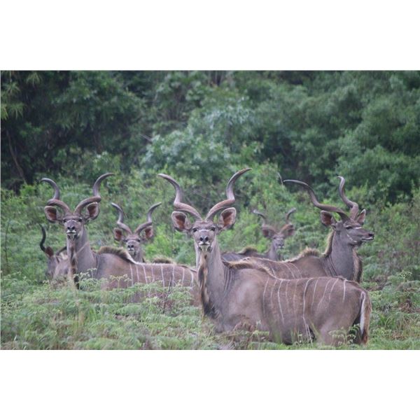 WOW AFRICA: 10-Day Spiral Horn Slam Safari for Two Hunters and Two Non-Hunters in South Africa - Inc