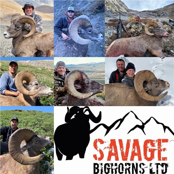 Alberta - 10 Day- Rocky Mountain Big Horn Sheep Hunt for One Hunter