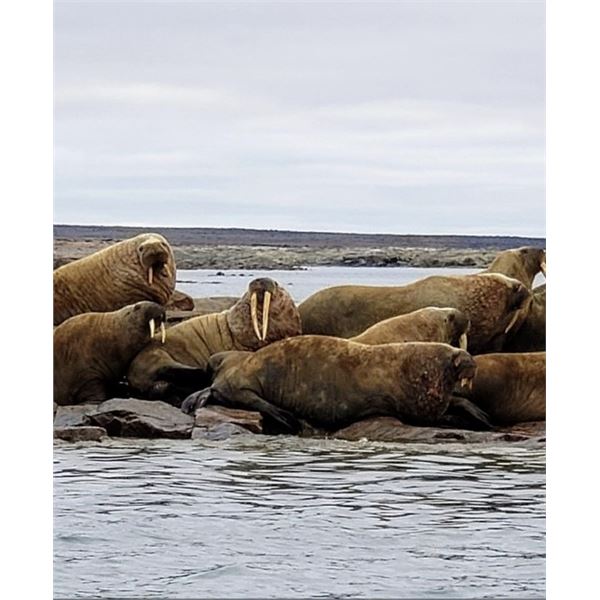 Northwest Territories – 5 Day –Atlantic Walrus Hunt for One Hunter