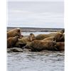 Image 1 : Northwest Territories – 5 Day –Atlantic Walrus Hunt for One Hunter