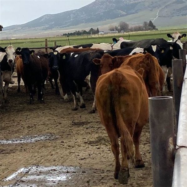 Idaho Dairies/Ranches - 62 Cows (Burley, ID)