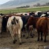 Image 2 : Idaho Dairies/Ranches - 62 Cows (Burley, ID)