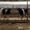 Image 3 : Idaho Dairies/Ranches - 62 Cows (Burley, ID)