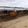 Image 4 : Idaho Dairies/Ranches - 62 Cows (Burley, ID)