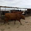Image 5 : Idaho Dairies/Ranches - 62 Cows (Burley, ID)