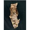 Image 7 : Unique Vintage Hand Carved African Ironwood or Led Wood Boar Sculpture 13" in Length. Original No Ba