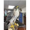 Image 2 : Limited Edition Peregrine Falcon , On Wooden Base 13" T