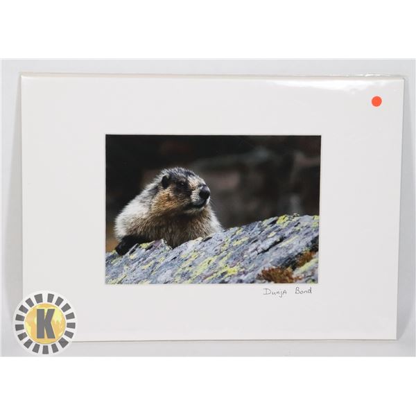 "CANADIAN BEAVER" MATTED PHOTOGRAPHY ART PIECE