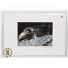Image 1 : "CANADIAN BEAVER" MATTED PHOTOGRAPHY ART PIECE