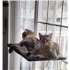 Image 1 : GRE1BEE MULTI CAT WINDOW PERCH