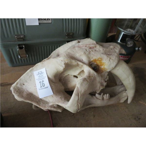 Sabre Tooth Tiger Skull Replica