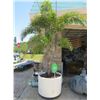 Image 1 : Large Potted Adonidia Palm