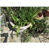 Image 2 : 21-Potted Plant/Tree - 21 X $