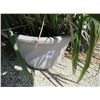 Image 1 : 10-Potted Lemongrass Plants - 10 X $