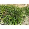 Image 2 : 10-Potted Lemongrass Plants - 10 X $