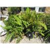 Image 1 : 8-Potted Ferns - 8 X $