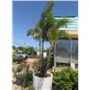 Image 1 : Large Potted Adonidia Palm