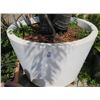 Image 2 : Large Potted Adonidia Palm