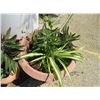 Image 3 : 8-Asst. Potted Tree/Plant - 8 X $