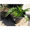 Image 2 : 4-Potted Bush - 4 X $
