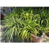 Image 1 : 12-Potted Leafy Plants - 12 X $