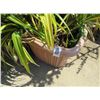 Image 2 : 12-Potted Leafy Plants - 12 X $