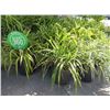 Image 3 : 12-Potted Leafy Plants - 12 X $