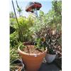 Image 1 : 2-Large Potted Trees - 2 X $