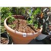 Image 2 : 2-Large Potted Trees - 2 X $