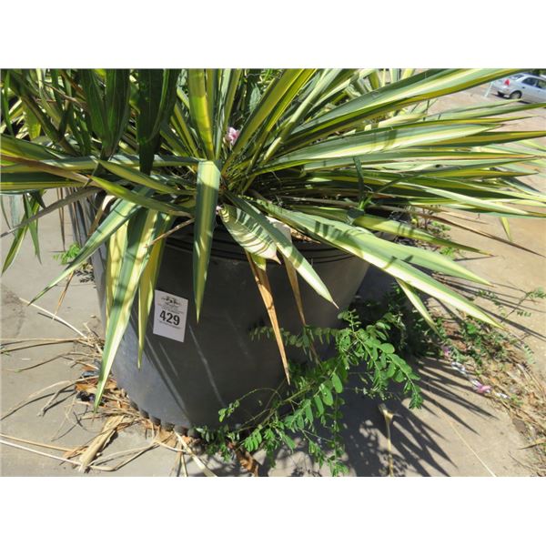 5-Potted Sticker Plants - 5 X $