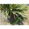 Image 1 : 5-Potted Sticker Plants - 5 X $