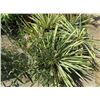 Image 2 : 5-Potted Sticker Plants - 5 X $