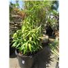 Image 1 : 2-Potted Bamboo/Plants - 2 X $