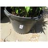 Image 2 : 2-Potted Bamboo/Plants - 2 X $