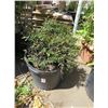Image 1 : 2-Potted Bush - 2 X $