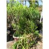Image 1 : 5-Potted Trees - 5 X $