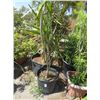 Image 1 : 3-Potted Plants - 3 X $