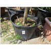 Image 2 : 3-Potted Plants - 3 X $