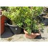 Image 1 : 5-Potted Bush - 5 X $