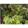 Image 2 : 5-Potted Bush - 5 X $