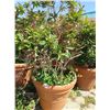 Image 1 : 8-Large Potted Flowering Trees - 8 X $
