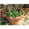 Image 2 : 8-Large Potted Flowering Trees - 8 X $
