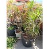 Image 1 : 13-Tall Potted Bush - 13 X $