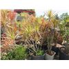 Image 3 : 13-Tall Potted Bush - 13 X $